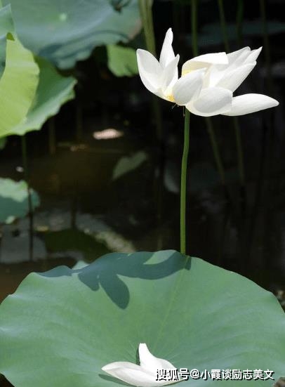 9 月下旬运势如虹，四大生肖财源广进，生活更精彩