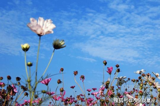 9 月 7 日吉星升起，四大生肖运势大揭秘：财源广进，事业进步，生活美好