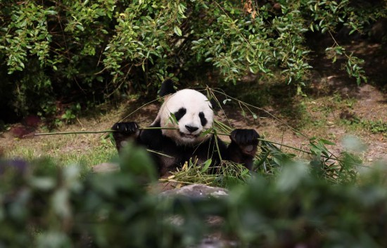 这都可以(天天彩澳门资料免费大全)奥运火炬传递竟被国宝大熊猫抢了风头