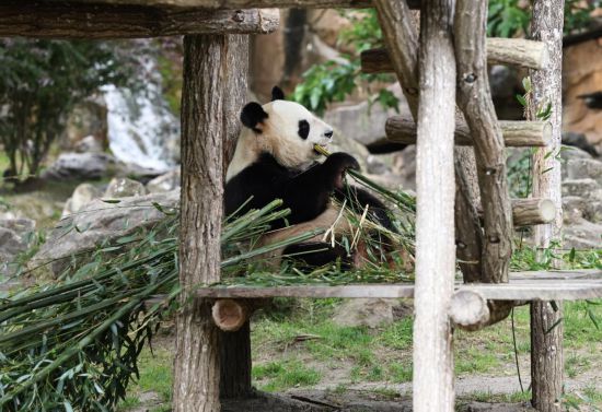 这都可以(天天彩澳门资料免费大全)奥运火炬传递竟被国宝大熊猫抢了风头  第5张