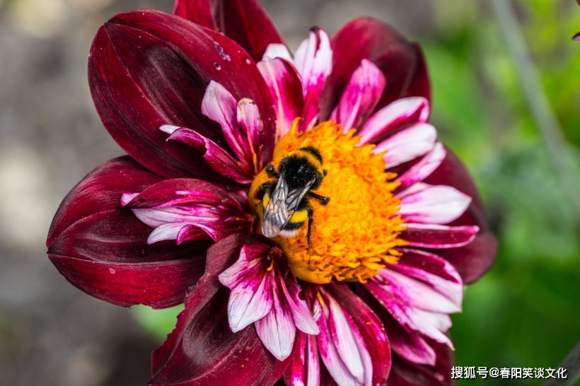 九月桃花盛开，这四个生肖将邂逅真爱，你在其中吗？  第1张